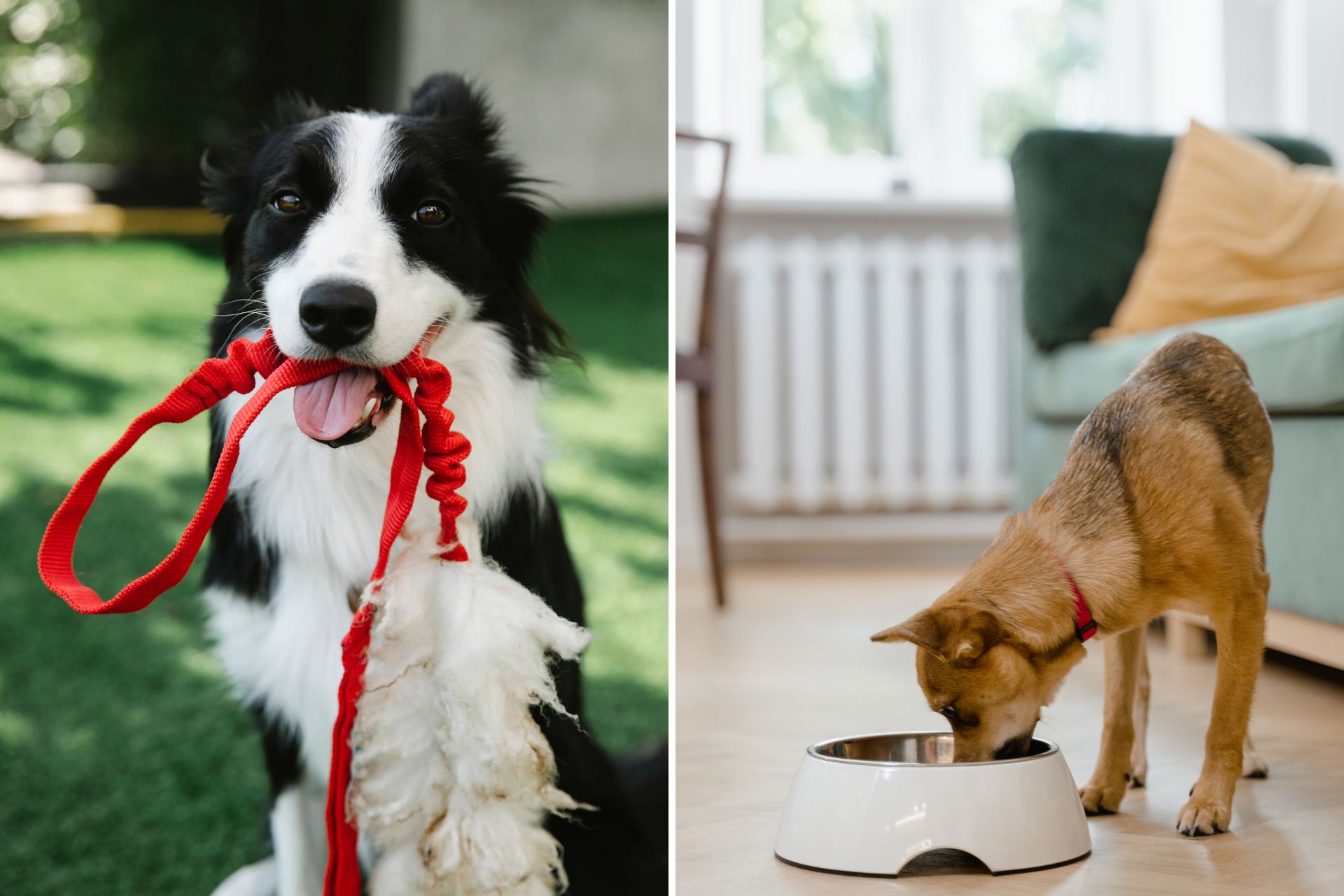 cape-winelands-assist-pet-sitting-dog-walking